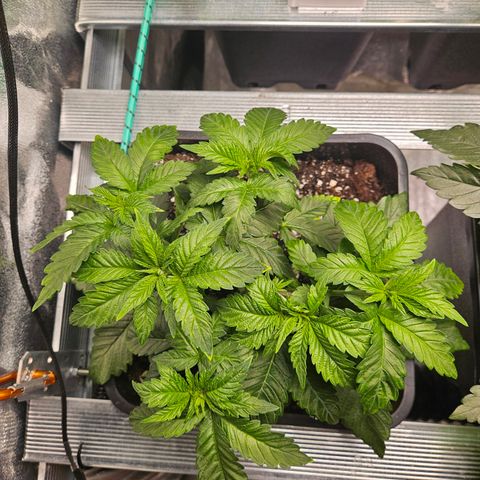 Super OG kush #1 growlog timeline photo