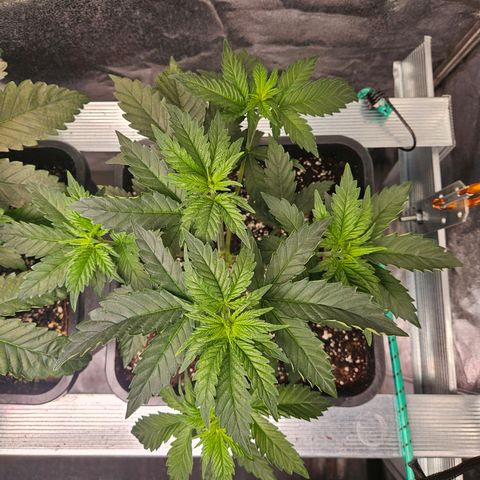 Pineapple Kush #2 growlog timeline photo