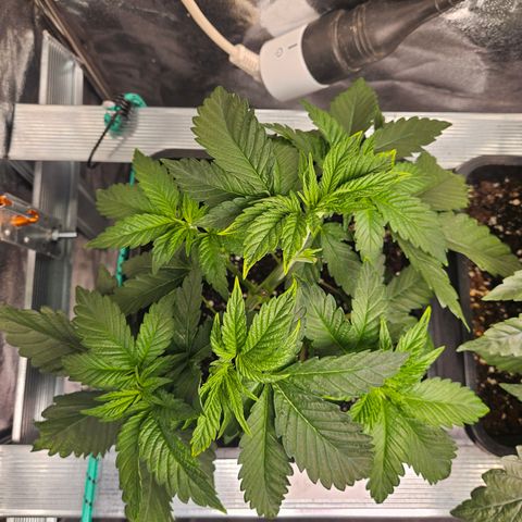 Super OG kush #2 growlog timeline photo