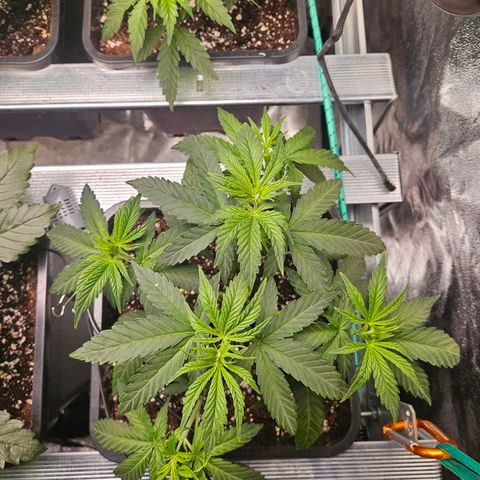 Pineapple Kush #1 growlog timeline photo