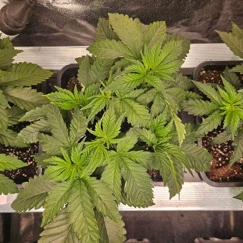Cookies Gelato #2 growlog timeline photo