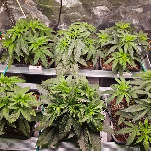 Super OG kush #1 growlog timeline photo