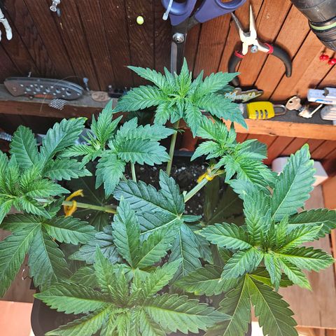 Super OG kush #1 growlog timeline photo