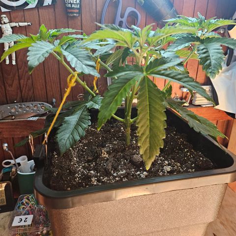 Super OG kush #1 growlog timeline photo