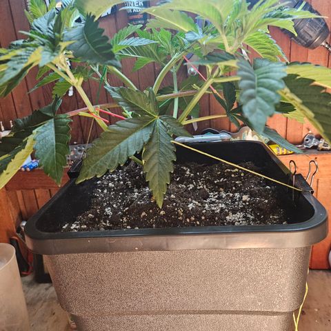 Super OG kush #2 growlog timeline photo