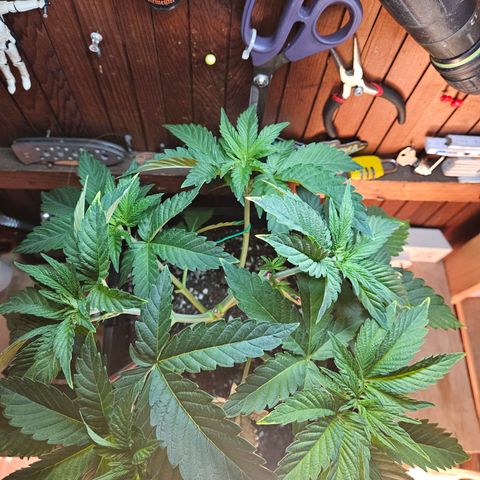 Super OG kush #2 growlog timeline photo