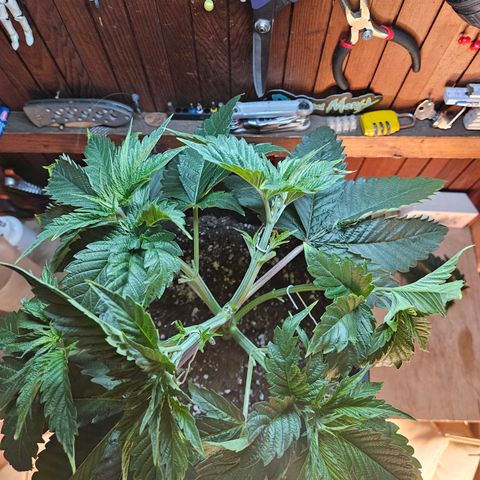 Cookies Gelato #1 growlog timeline photo