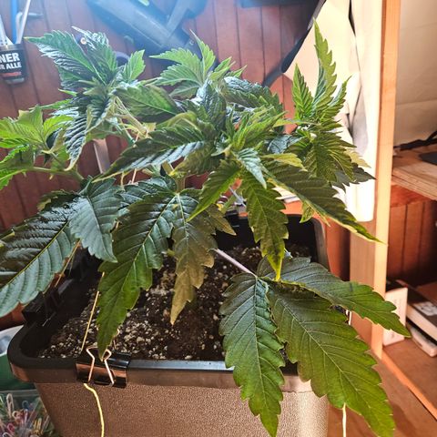 Cookies Gelato #1 growlog timeline photo