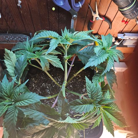 Cookies Gelato #2 growlog timeline photo