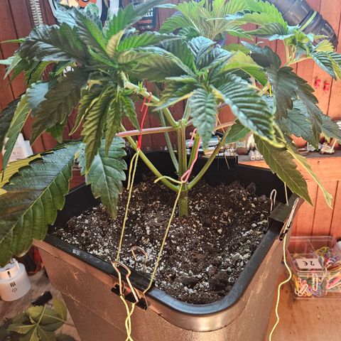 Cookies Gelato #2 growlog timeline photo