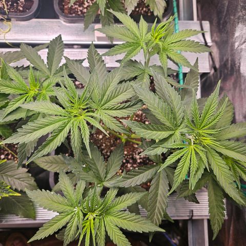 Pineapple Kush #1 growlog timeline photo