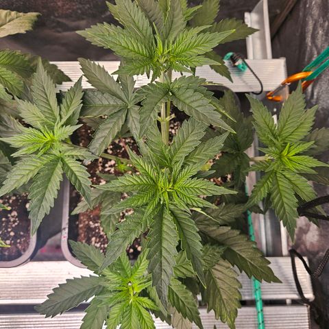Pineapple Kush #2 growlog timeline photo