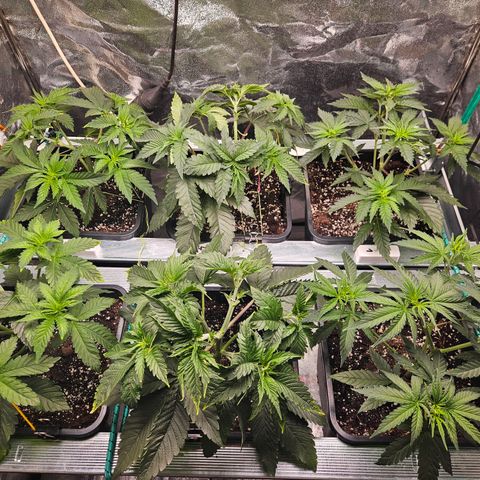 Super OG kush #1 growlog timeline photo