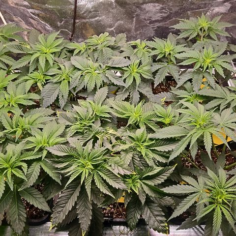 Super OG kush #1 growlog timeline photo