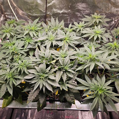 Super OG kush #1 growlog timeline photo