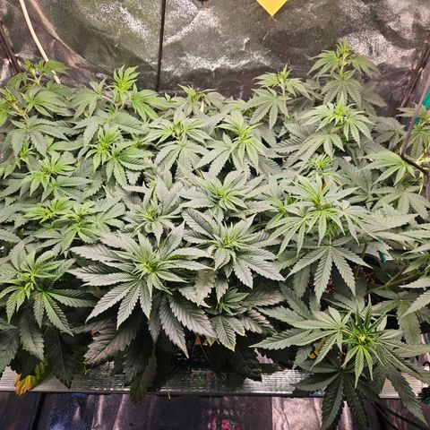 Super OG kush #1 growlog timeline photo
