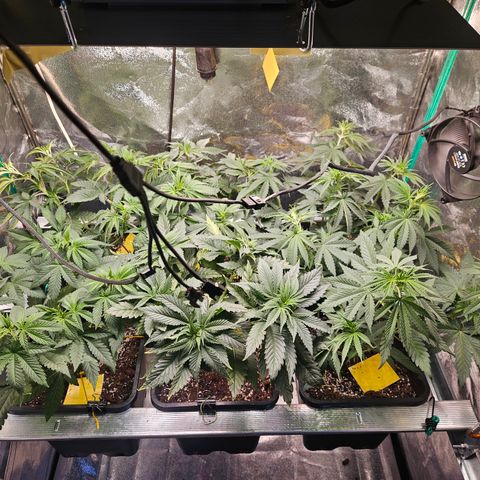 Super OG kush #1 growlog timeline photo