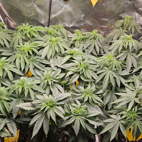 Super OG kush #1 growlog timeline photo
