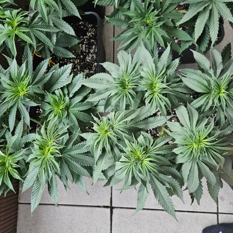 Super OG kush #1 growlog timeline photo