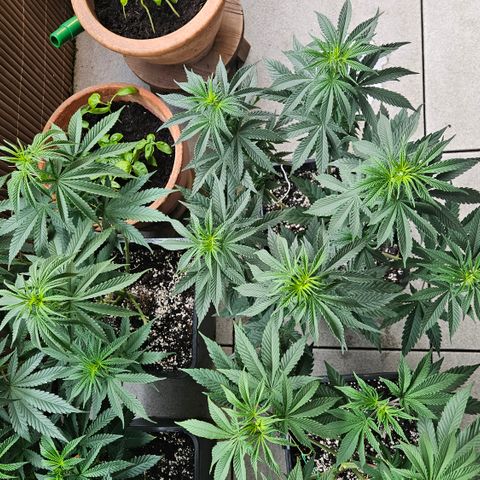 Super OG kush #1 growlog timeline photo