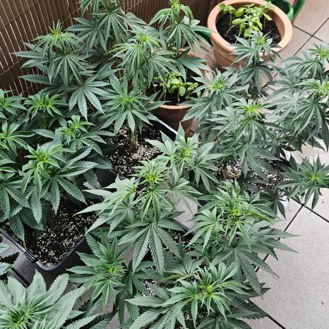 Super OG kush #1 growlog timeline photo