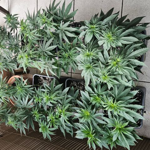 Super OG kush #1 growlog timeline photo