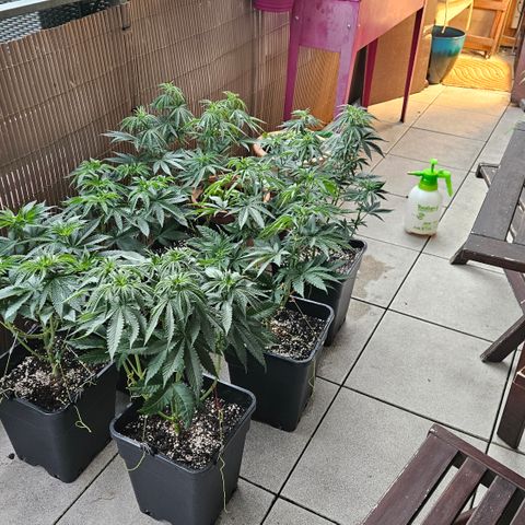 Super OG kush #1 growlog timeline photo