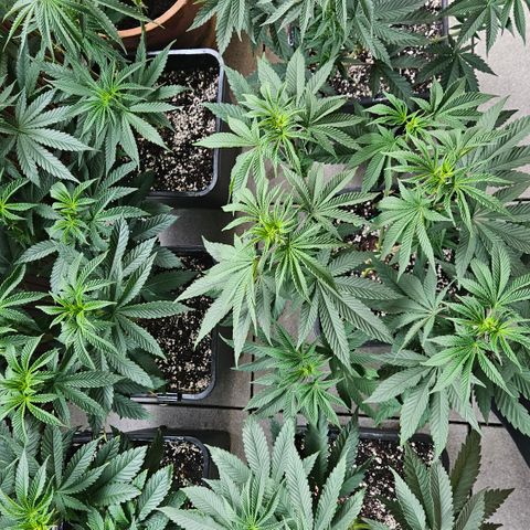 Super OG kush #1 growlog timeline photo