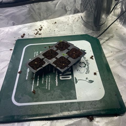 Unknown strain growlog timeline photo
