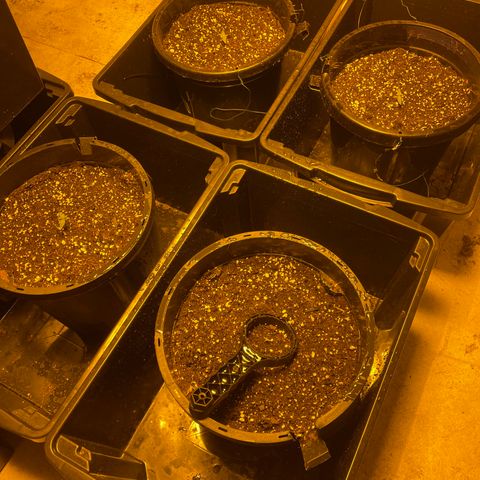 Unknown strain growlog photo: 2 weeks old 1/2 inch