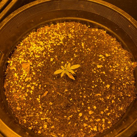 Unknown strain growlog photo: 4 weeks 