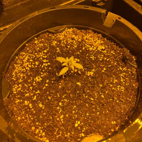 Unknown strain growlog photo: 4 weeks 