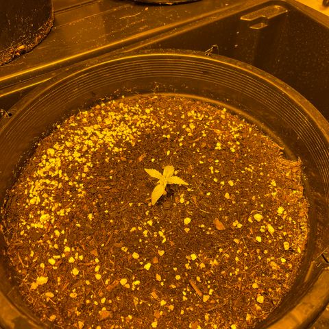 Unknown strain growlog photo: 4 weeks 