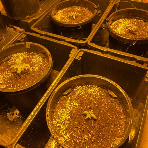 Unknown strain growlog photo: 6cm