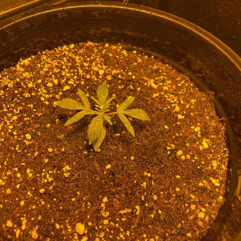Unknown strain growlog photo: Just on 4 weeks auto ak47