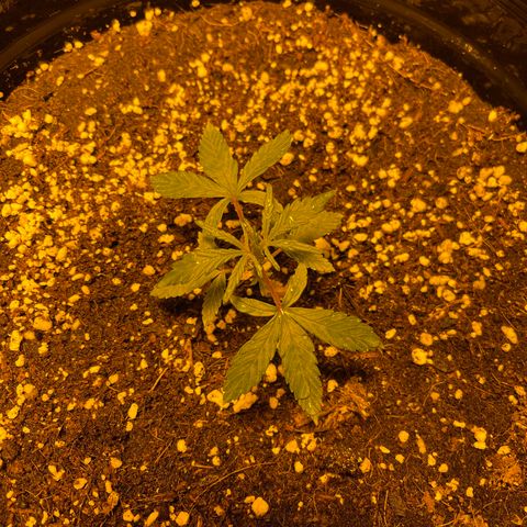 Unknown strain growlog photo: Just on 4 weeks auto ak47