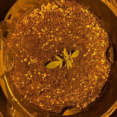 Unknown strain growlog photo: Just on 4 weeks auto ak47