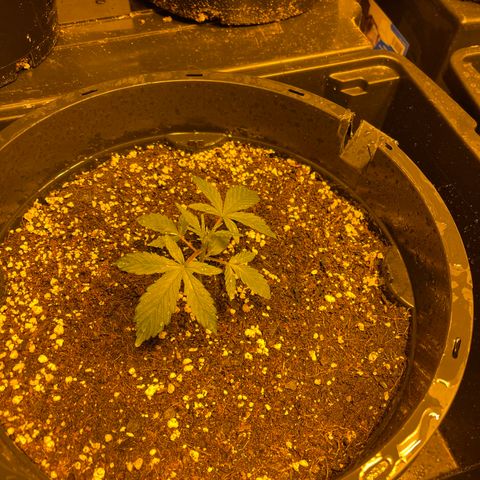 Unknown strain growlog photo: Just on 4 weeks auto ak47