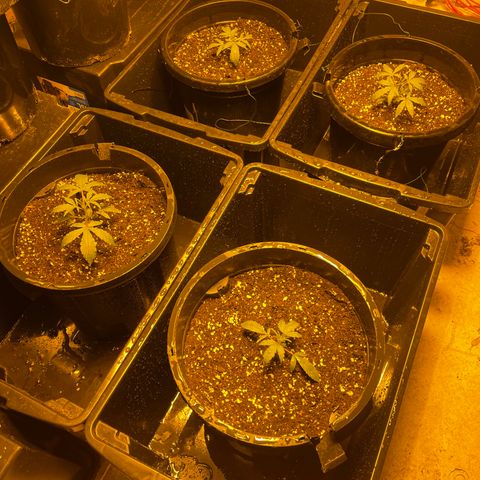 Unknown strain growlog timeline photo