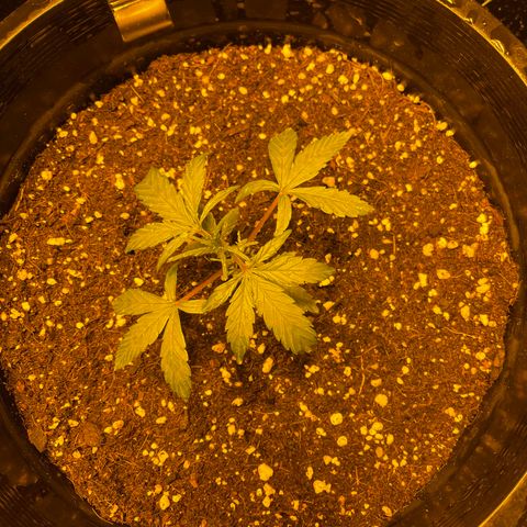 Unknown strain growlog timeline photo