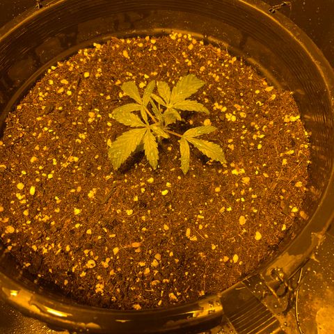 Unknown strain growlog timeline photo