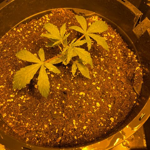 Unknown strain growlog timeline photo