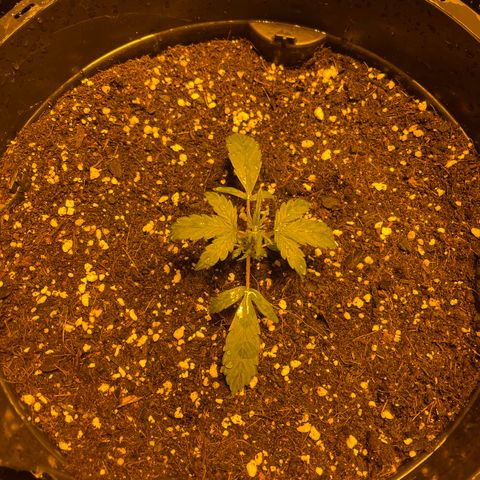Unknown strain growlog timeline photo