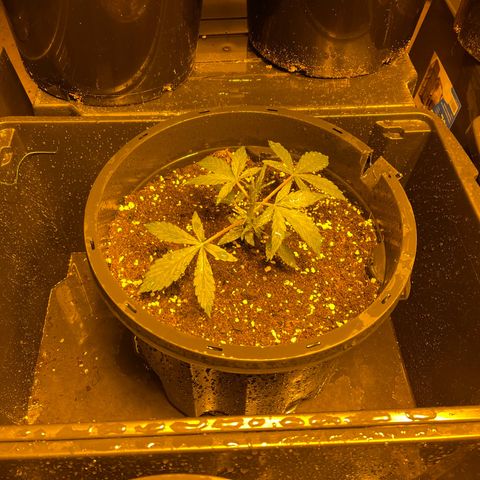 Unknown strain growlog timeline photo