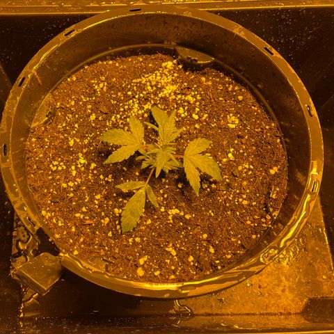 Unknown strain growlog timeline photo