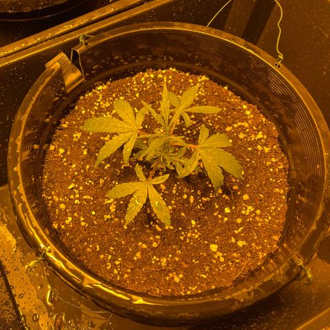Unknown strain growlog timeline photo