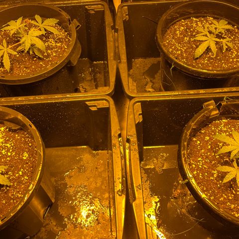 Unknown strain growlog timeline photo