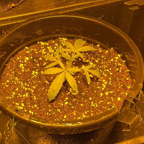 Unknown strain growlog timeline photo
