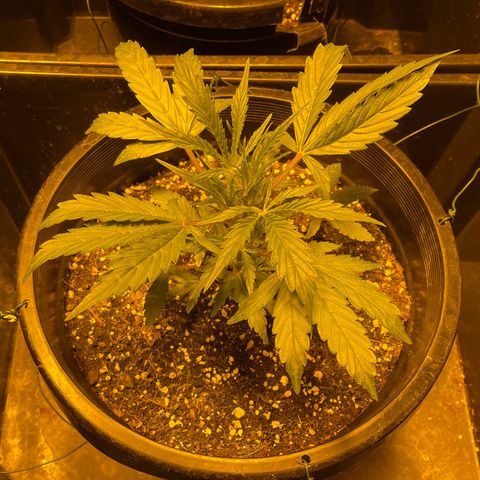 Unknown strain growlog photo: Day 30