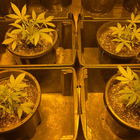 Unknown strain growlog photo: Day 30